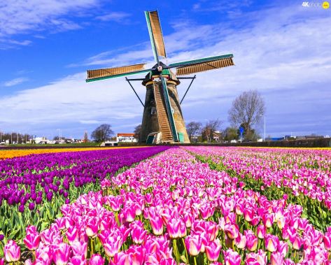 tulips-field-netherlands-windmill